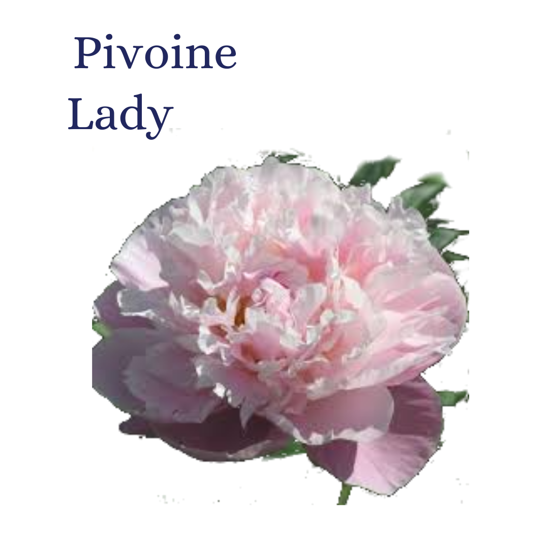 PIVOINE LADY 20T $$$